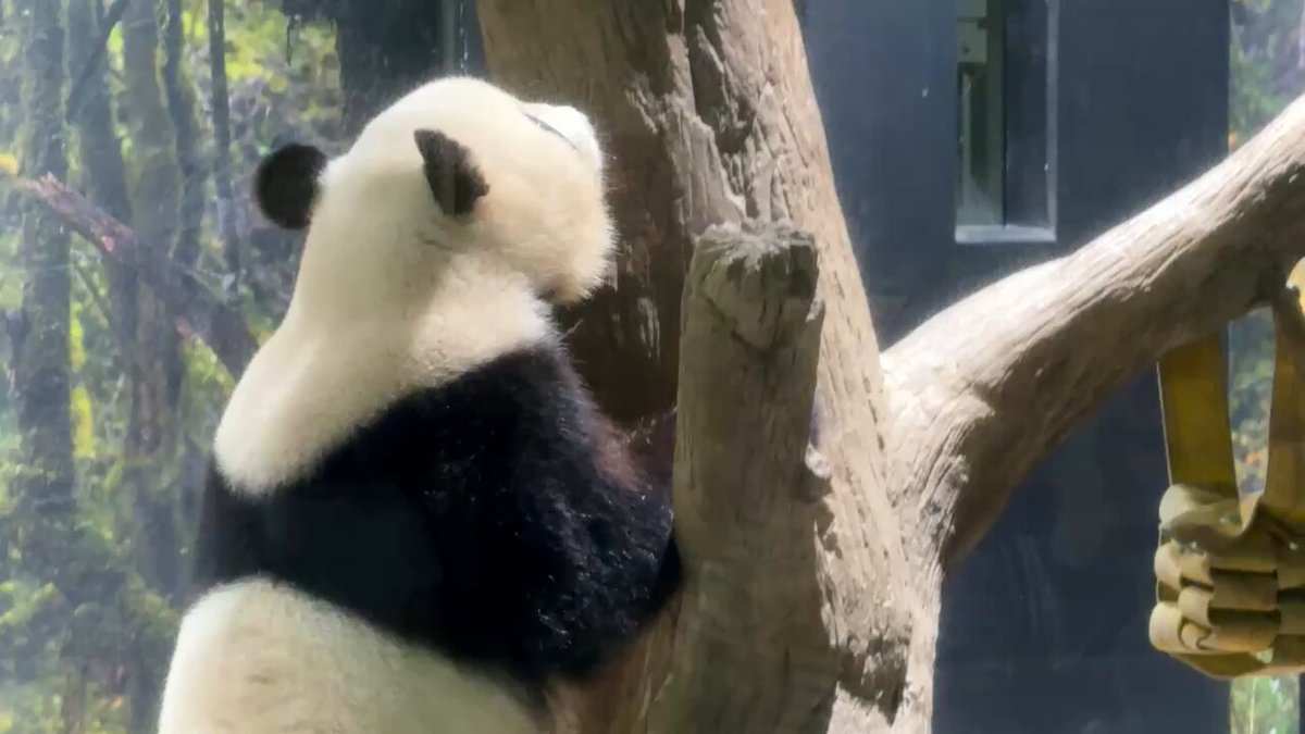 panda_xiang_xiang (@kedama_o_o) / X
