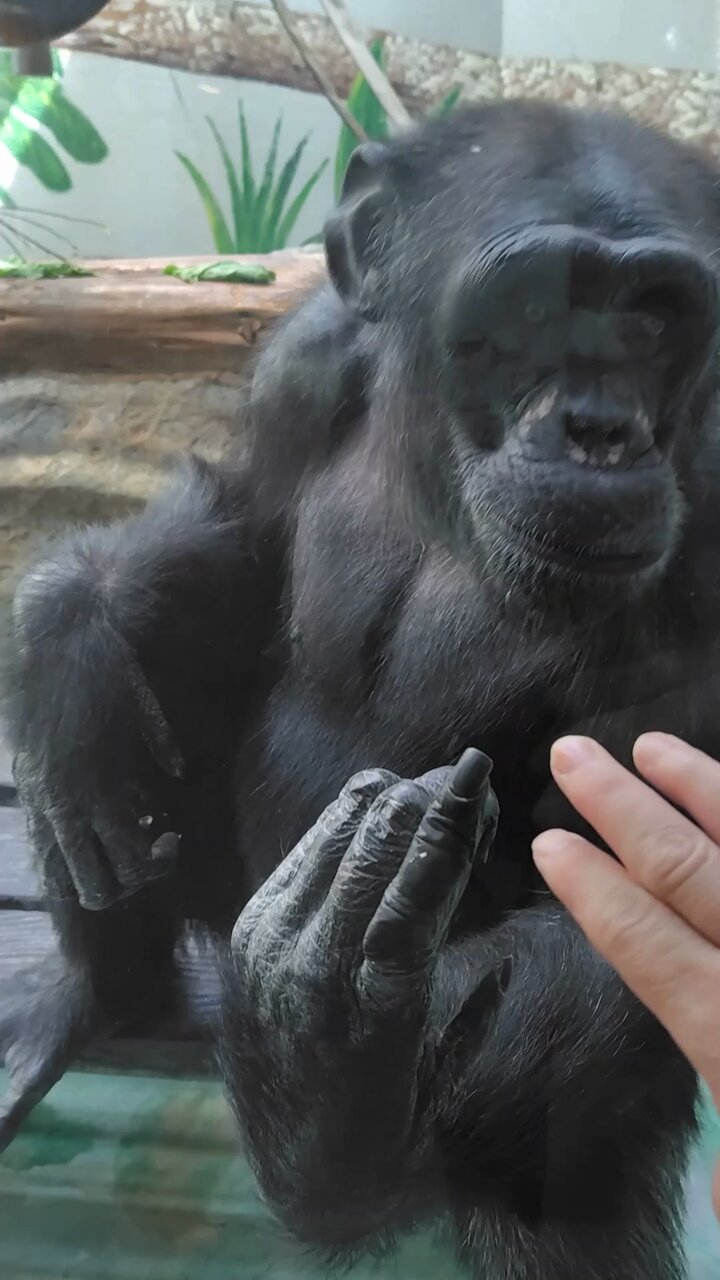 tomochin チンパンジー3点 Ryu, please welcome Marimo. Higashiyama Zoo, Chimpanzee