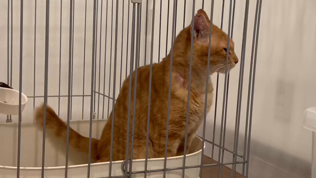 にゃんたさん 専用。2025 eSL BOX販売]MEGA CAT PROJECT 銀魂 にゃん魂 ニャンニャン