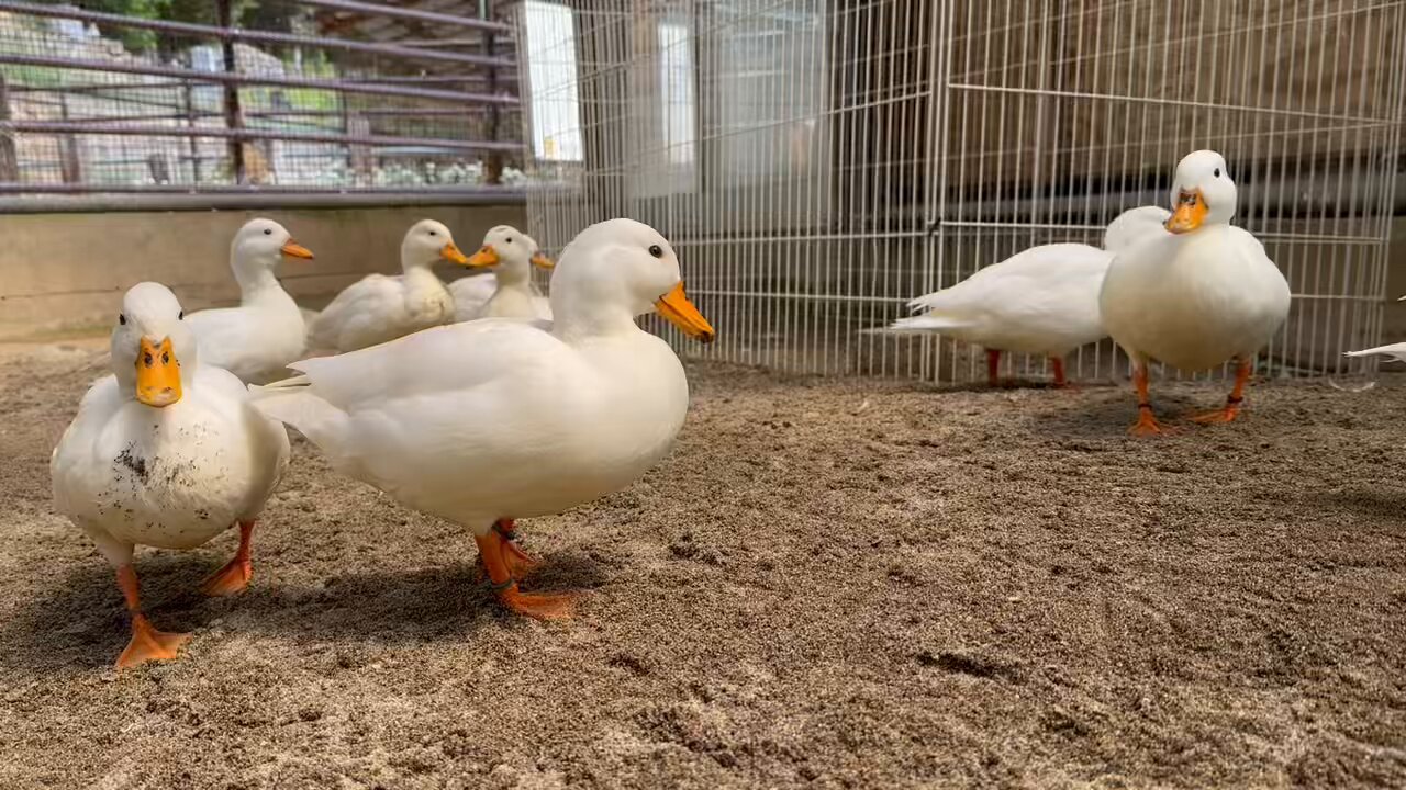 送料無料【アヒル、コールダック用飼料】　10kg 送料無料【アヒル、コールダック用飼料】 10kg - メルカリ