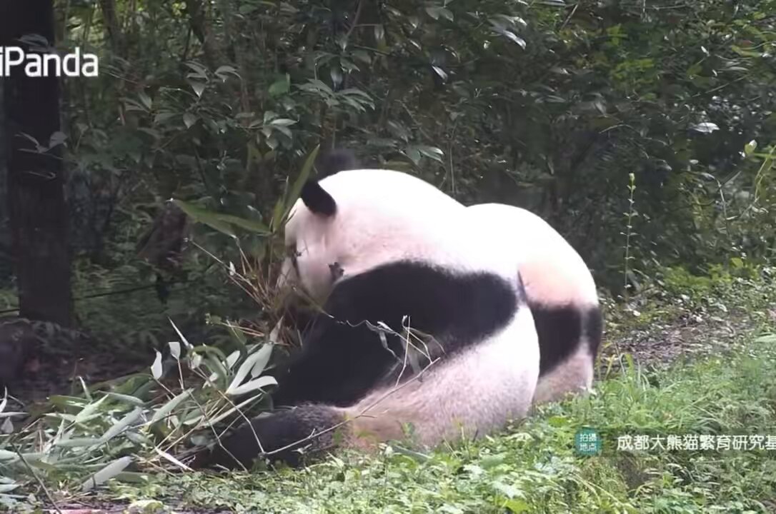 あちな* on X: 