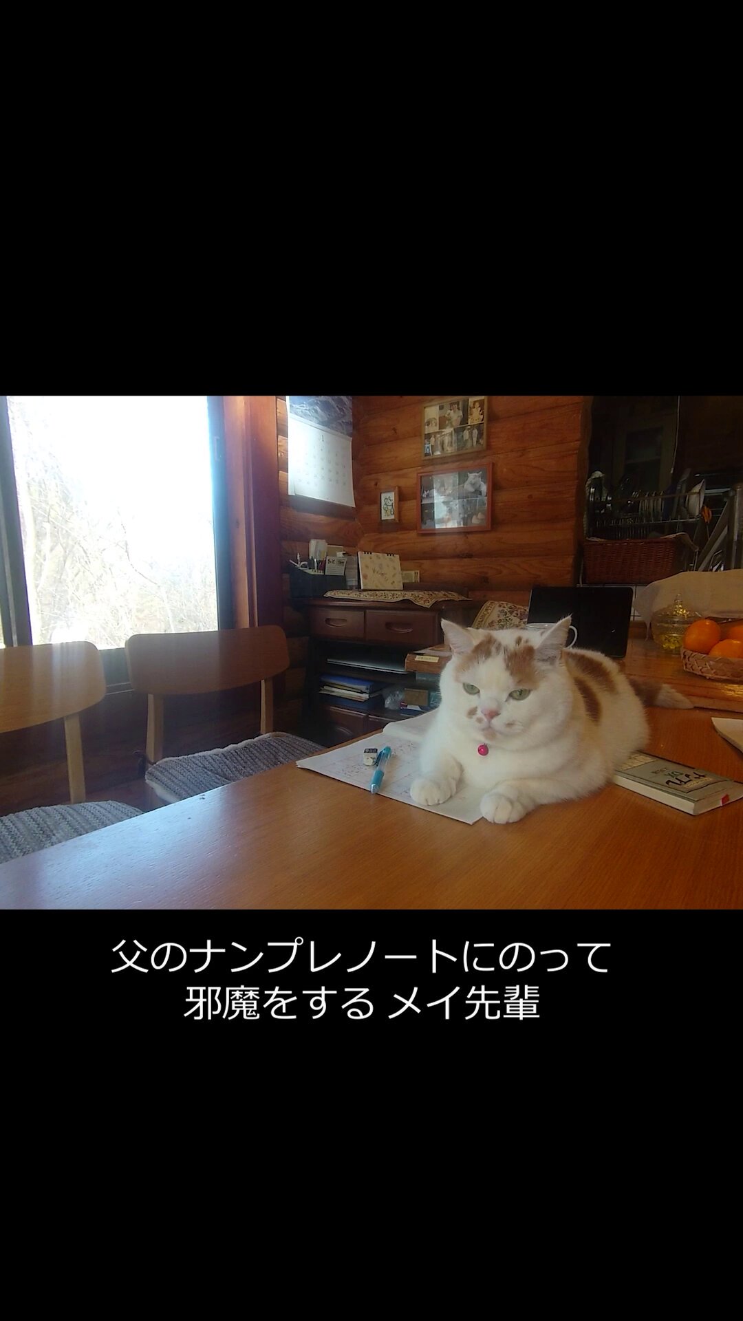 午前中までの特別価格❗️A4大作品✨手作り額付き作品　title「創造ニャンコ」 MARCO 写真集「メイ先輩」 (@marco74444) / X