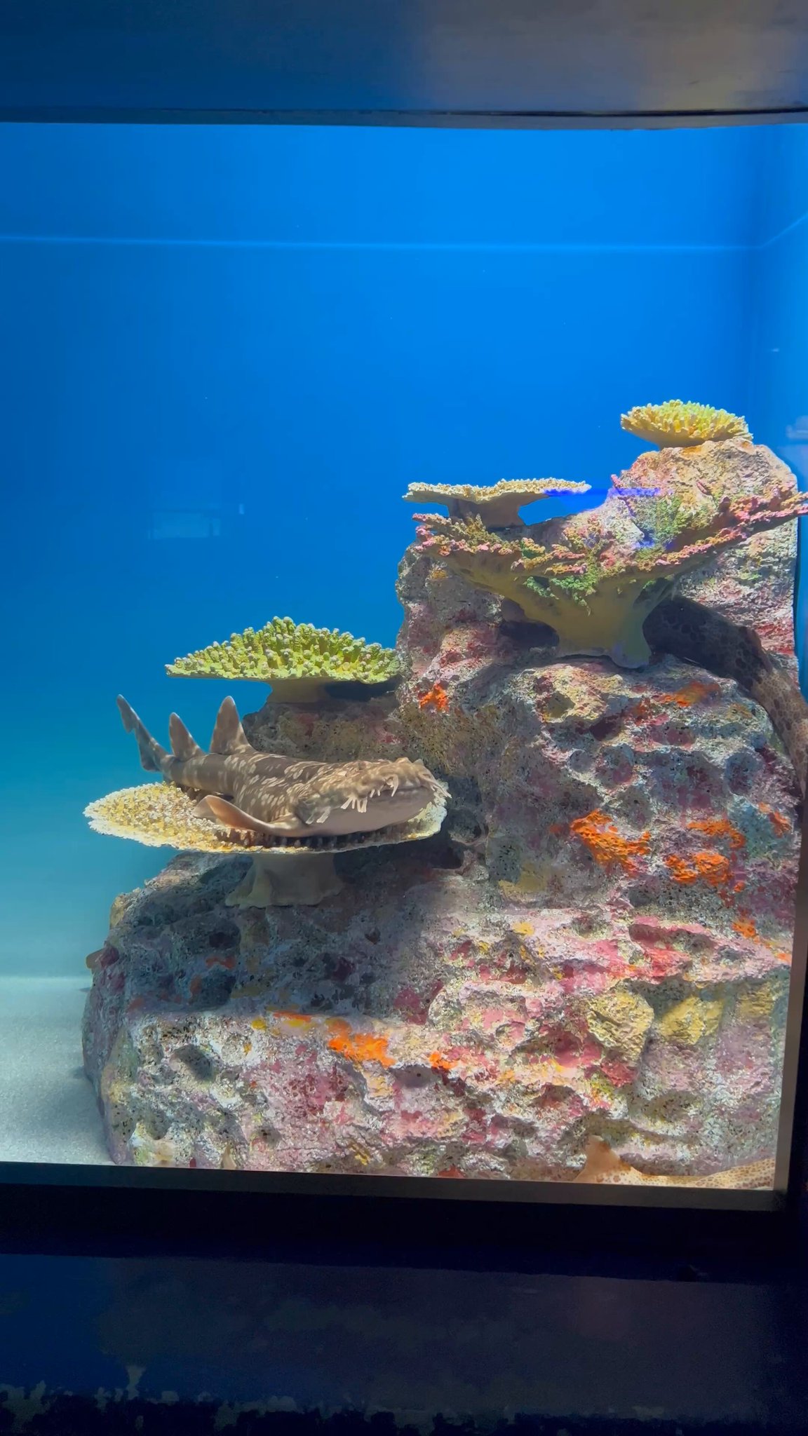 海洋堂 アクアランド ウシバナトビエイ 水生生物モデルコレクションAQUALAND