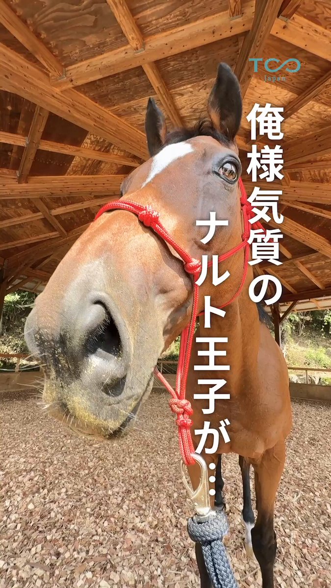 TCC 引退競走馬ファンクラブ - 馬を救い、人を癒す - on X