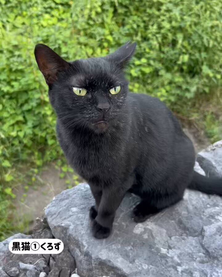黒猫　38 黒猫ベル🖤 on X: 