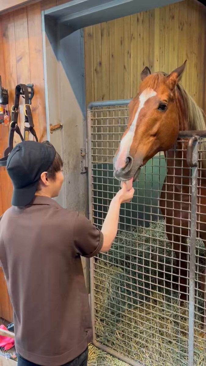 オルフェーヴル