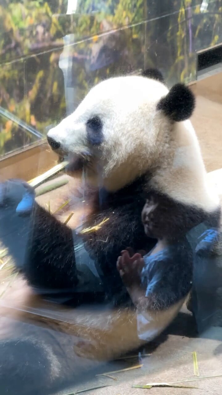 panda_xiang_xiang (@kedama_o_o) / X