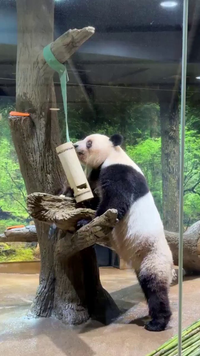 panda_xiang_xiang (@kedama_o_o) / X