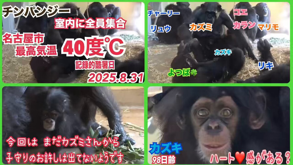 おさかなチンパンジーです。 Miki on X: 