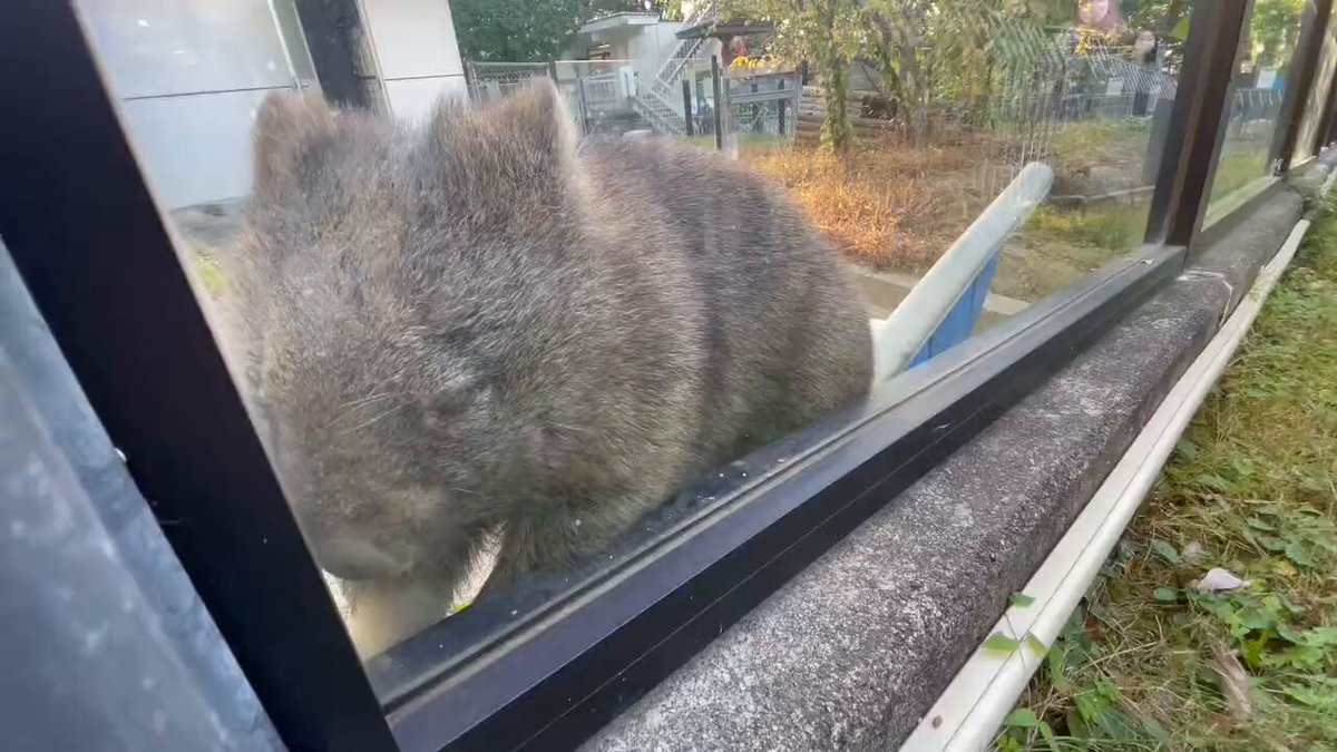 うぉんばっと様 wombatober 17日目 今日のお題は『オーストラリアの動物