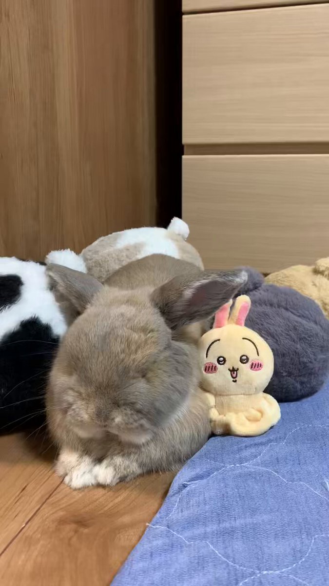 うさうさき♥3点おまとめ♥⁠◍⁠•⁠ᴗ⁠•⁠◍⁠)⁠❤ うさうさ - ibisPaint