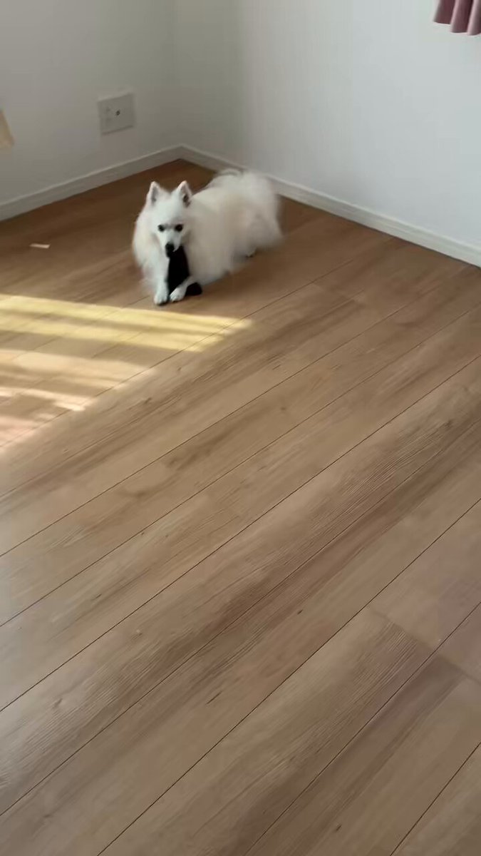 チェルシー - Search / X