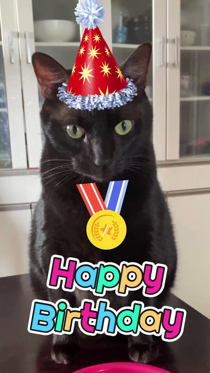 やまねこ♡　他の方はコメントお控えください=(^.^)= こちねこ on X: 