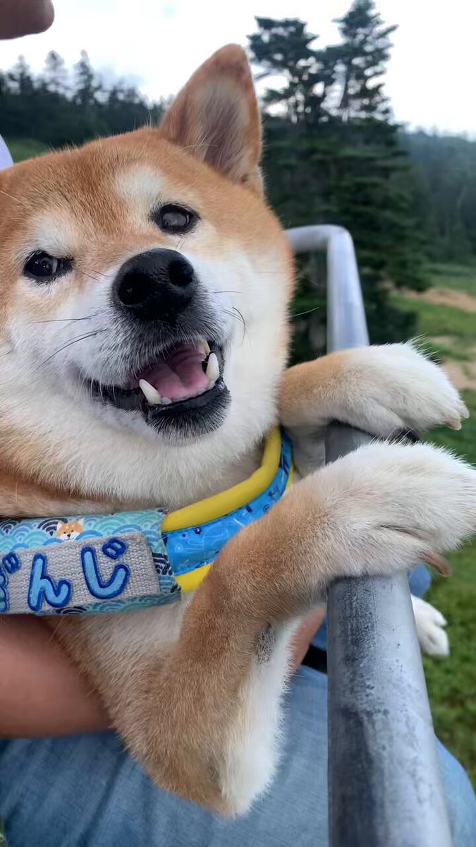柴犬が好き Interesting] I put a Shiba Inu in a dog backpack and went to