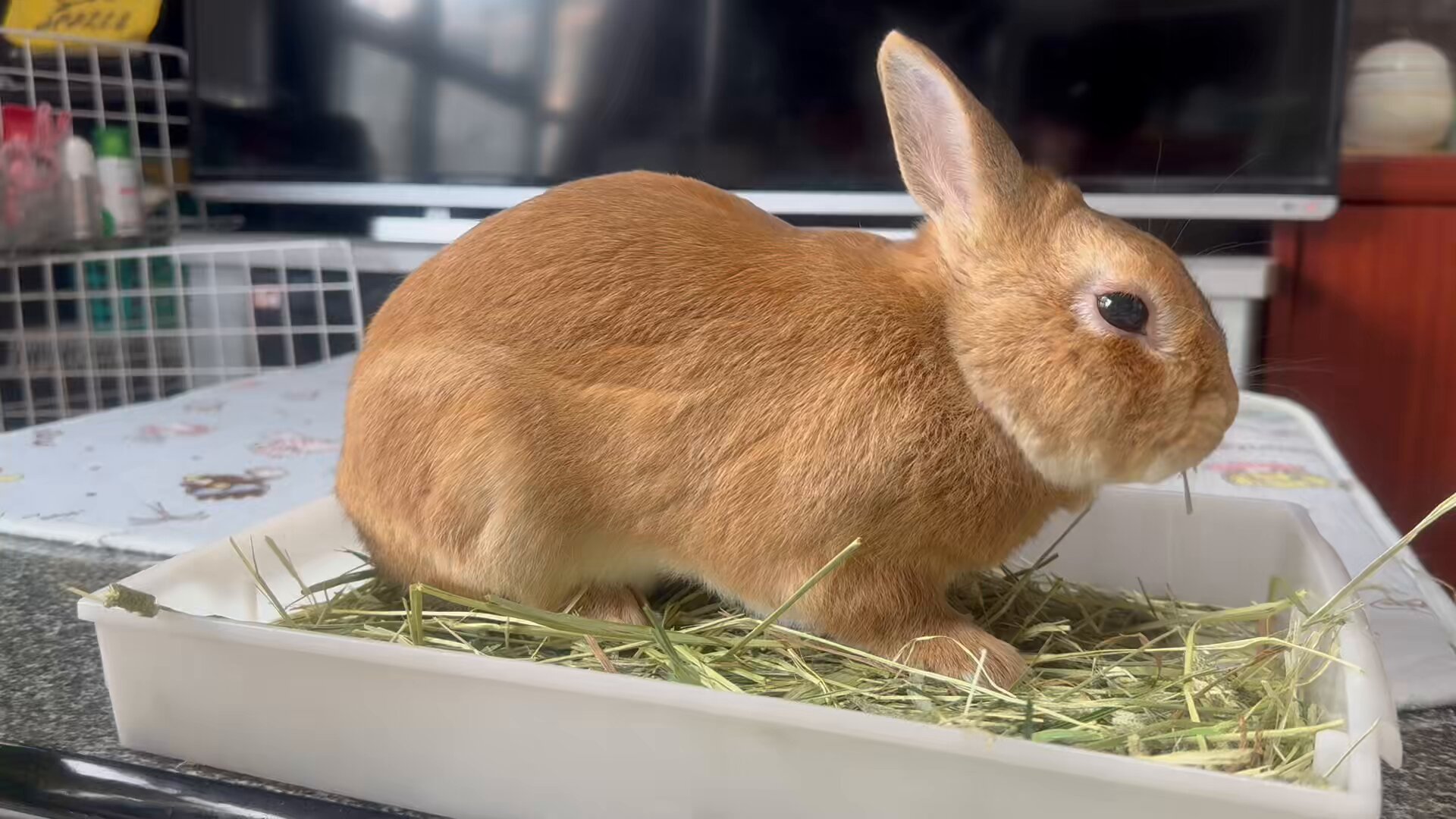 うさぎのふく on X: 