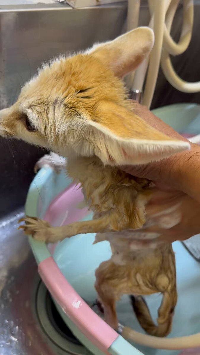 ミーアキャットひなた (@mutou710) / X