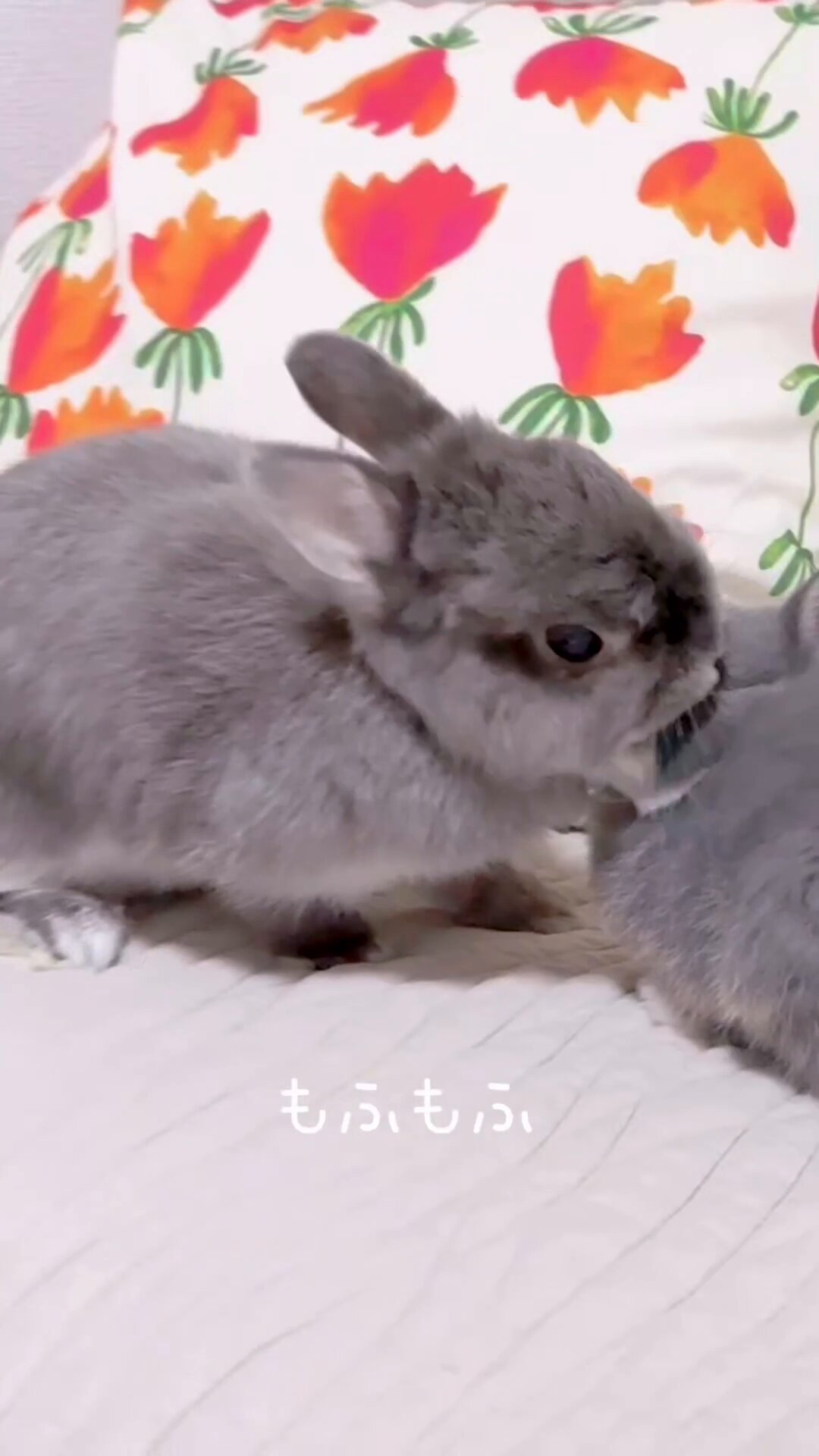 SEVEN:ぬい中毒5th (@mutekidragon777) / X