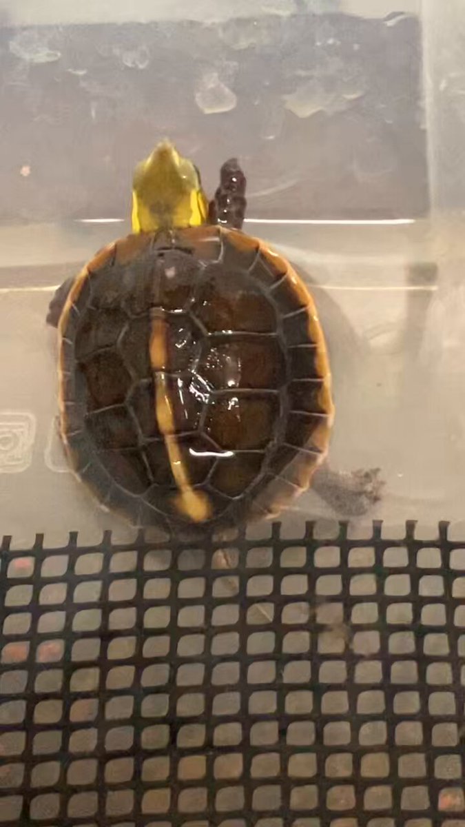 亀です Amazon | タートルタブ 排水口付き 亀飼育ケース 爬虫類飼育