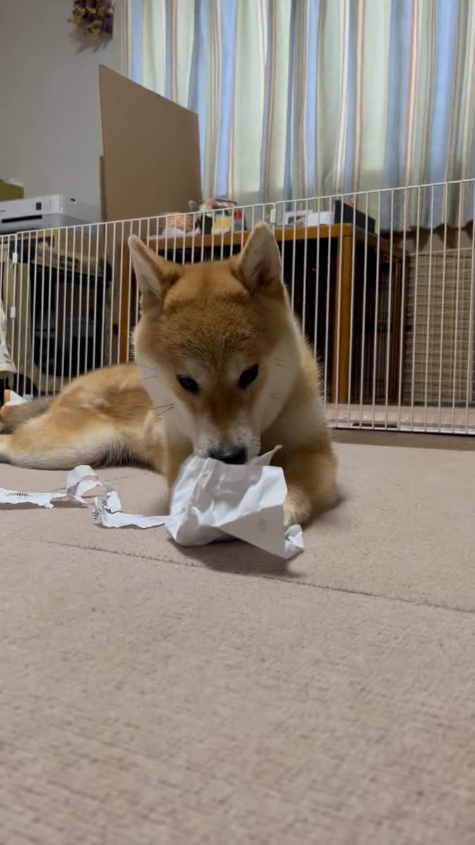 柴犬こめ0歳 (@shibainukome) / X