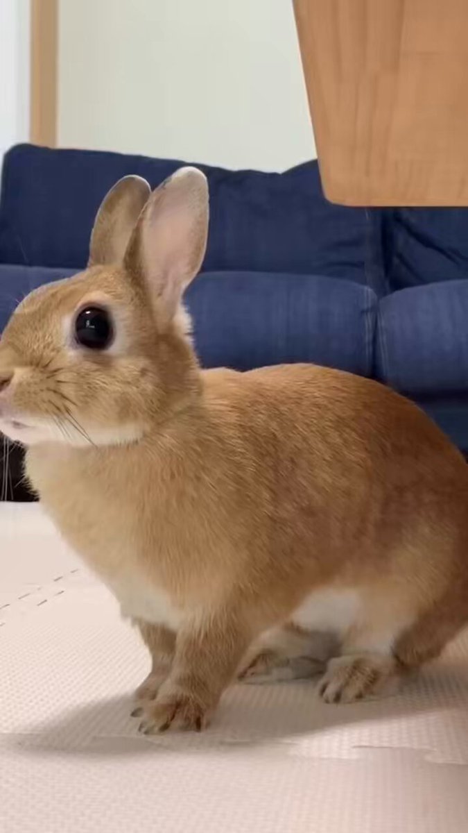 うささん 高井直子ﾓﾃﾞﾙ Symbol Rabbit S – YON (ヨン）| 公式オンラインサイト