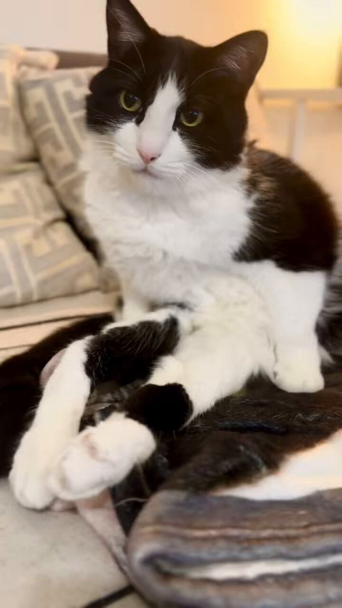 ねこハチ様 ねこハチ様確認用 - メルカリ