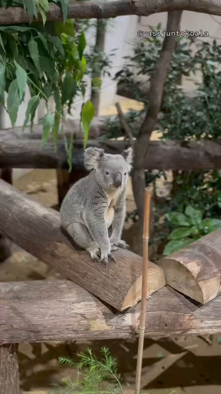 コアラ yasijun🐨🐨🐨コアラーイラストレーター on X: 