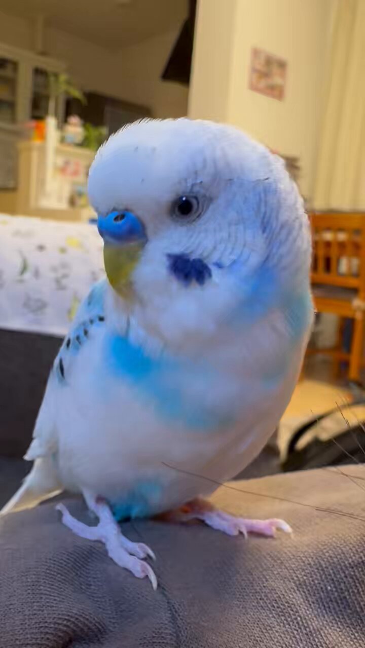 【かわいいインコちゃんさん専用】丁銀 インコちゃんオウムちゃん | 監修:池渕万季 |本 | 通販 | Amazon