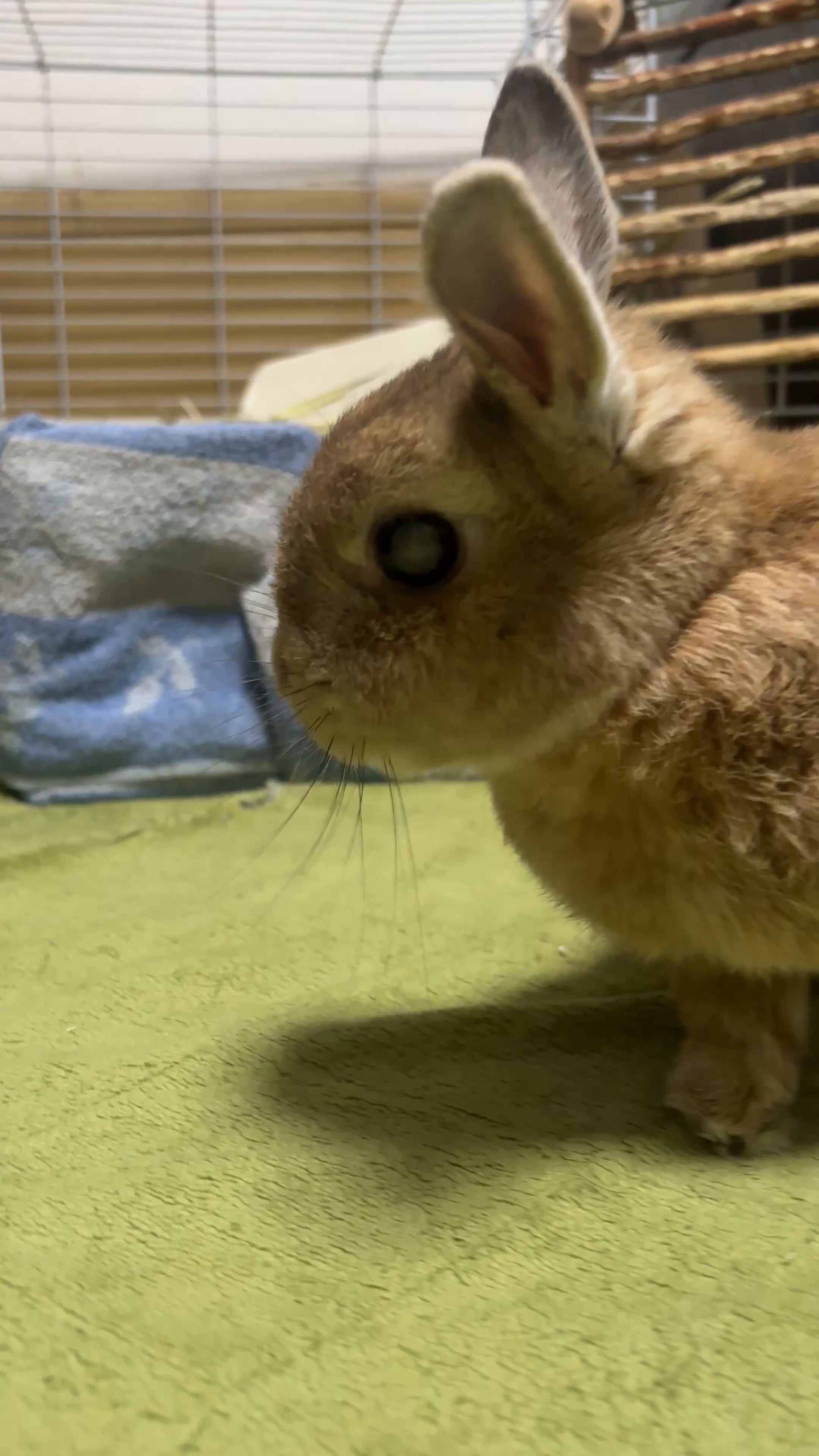 うさぎさん ストグラ/#山田パルコ】#19 うさぎさんになった日【バル子