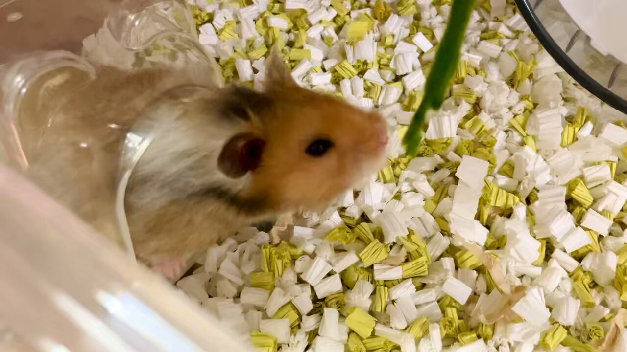 ほりぶー蓄光GID ハムスター ほりぶー蓄光GID ハムスター ほりぶー蓄光GID ハムスター 新品未