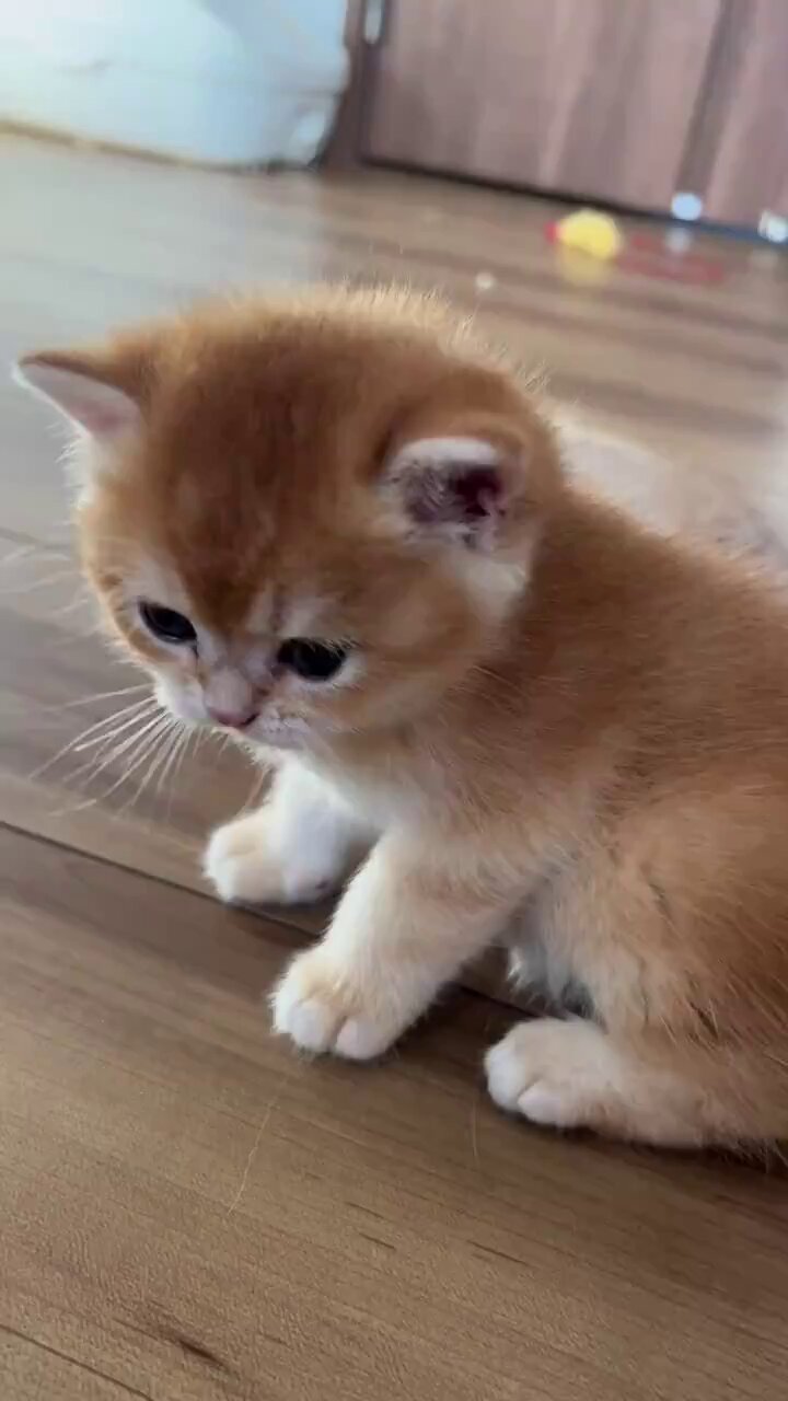 ❁ねこ❁ A very energetic white kitten begs for milk in a loud voice