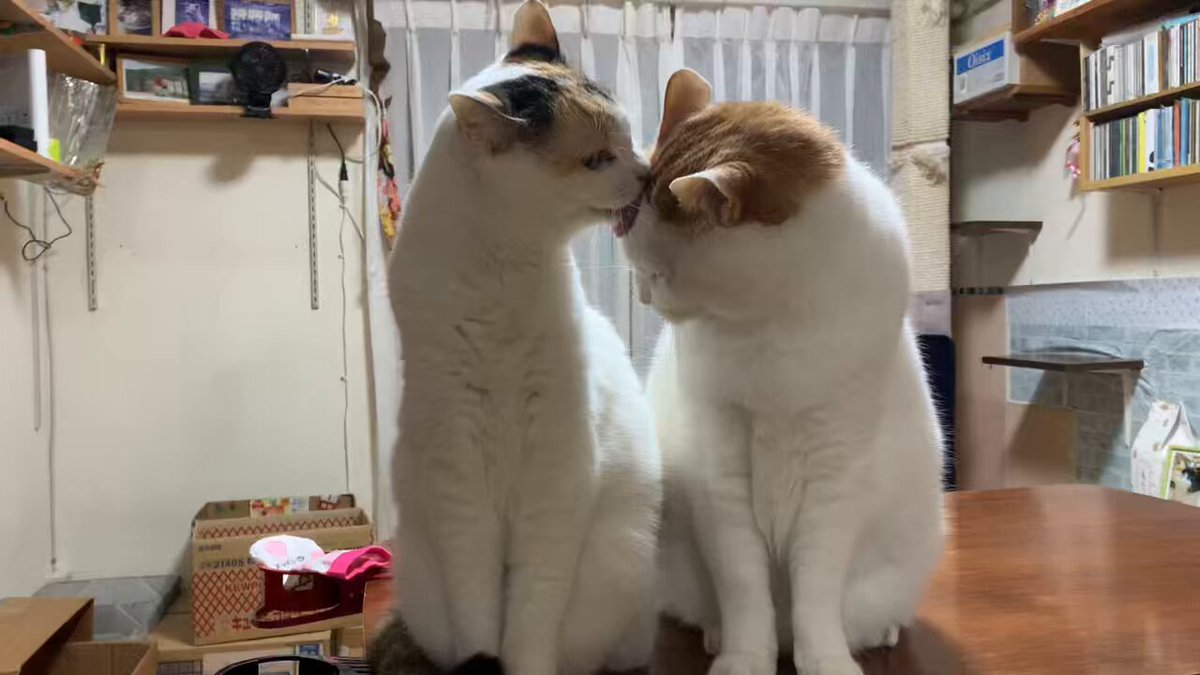 ジェラねこ⭐︎ 猫じゃらし on X: 