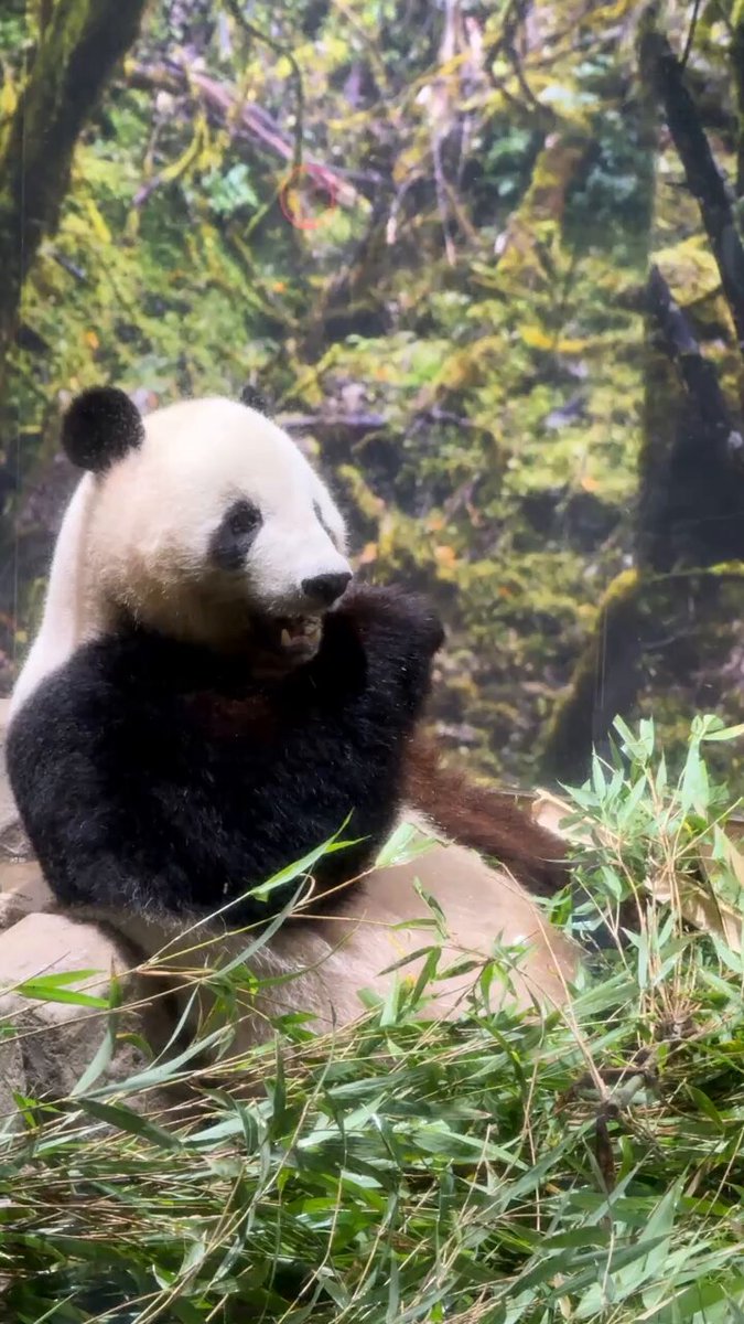 panda_xiang_xiang (@kedama_o_o) / X