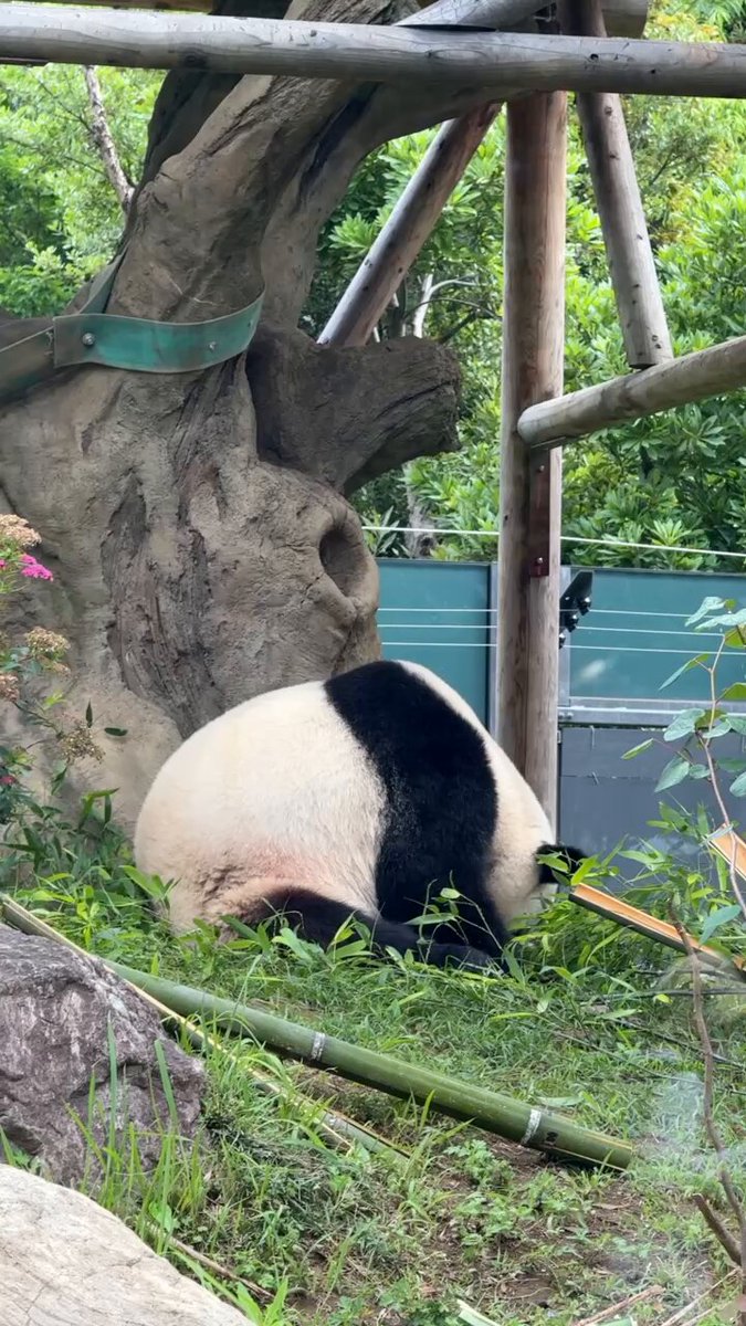 パンダのミャオミャオ panda_xiang_xiang (@kedama_o_o) / X