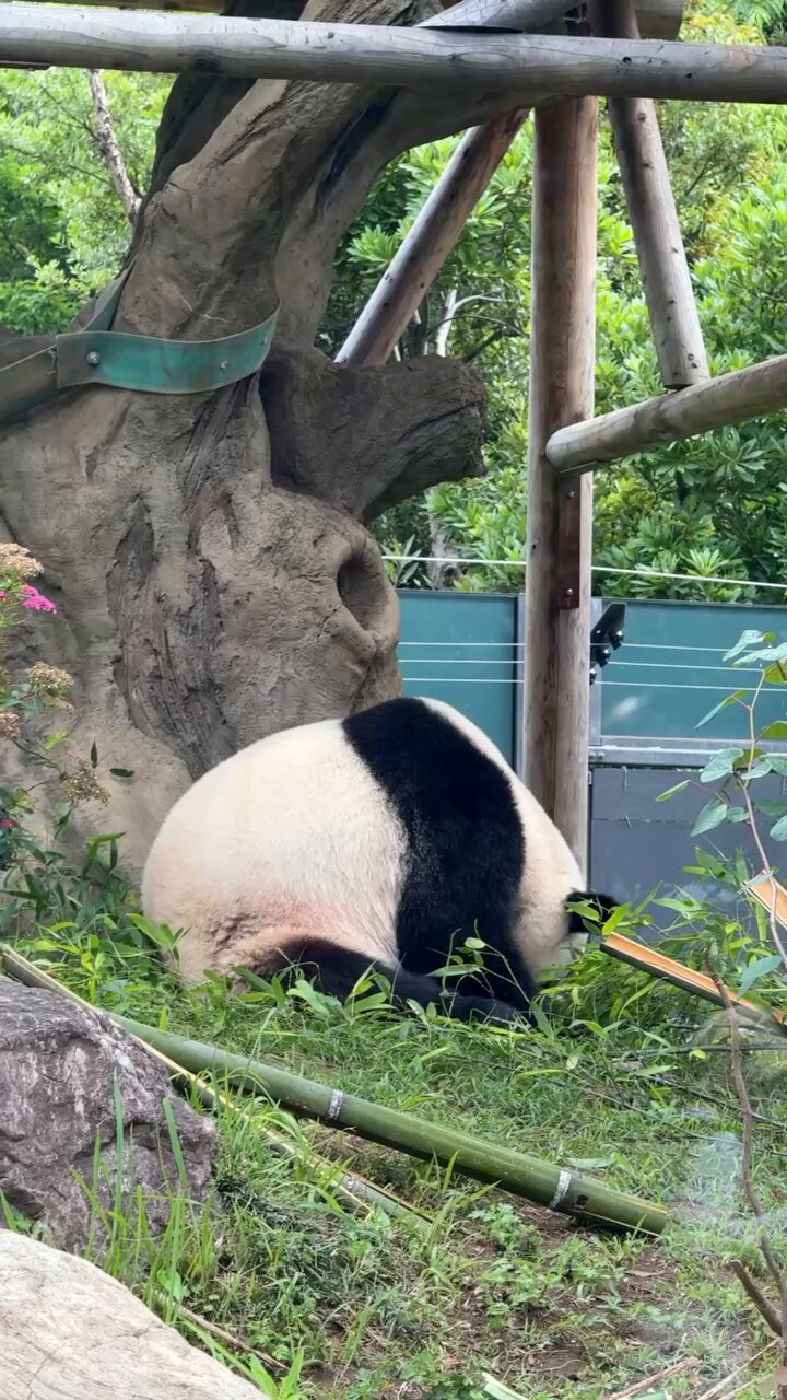 panda_xiang_xiang (@kedama_o_o) / X