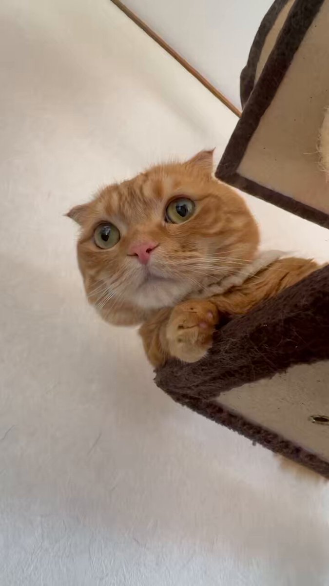 短足マンチカン ひな子 （ねこ） (@hinako_munchkin) / X