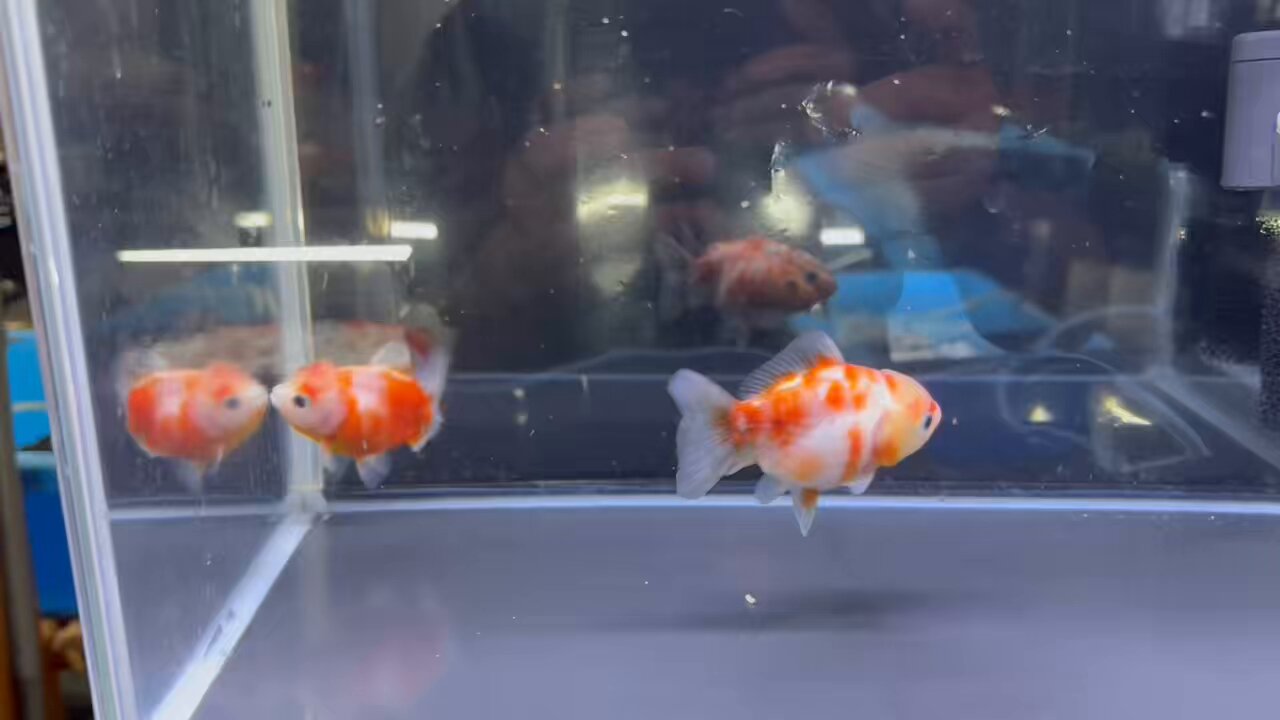 金魚の倉庫 on X: 