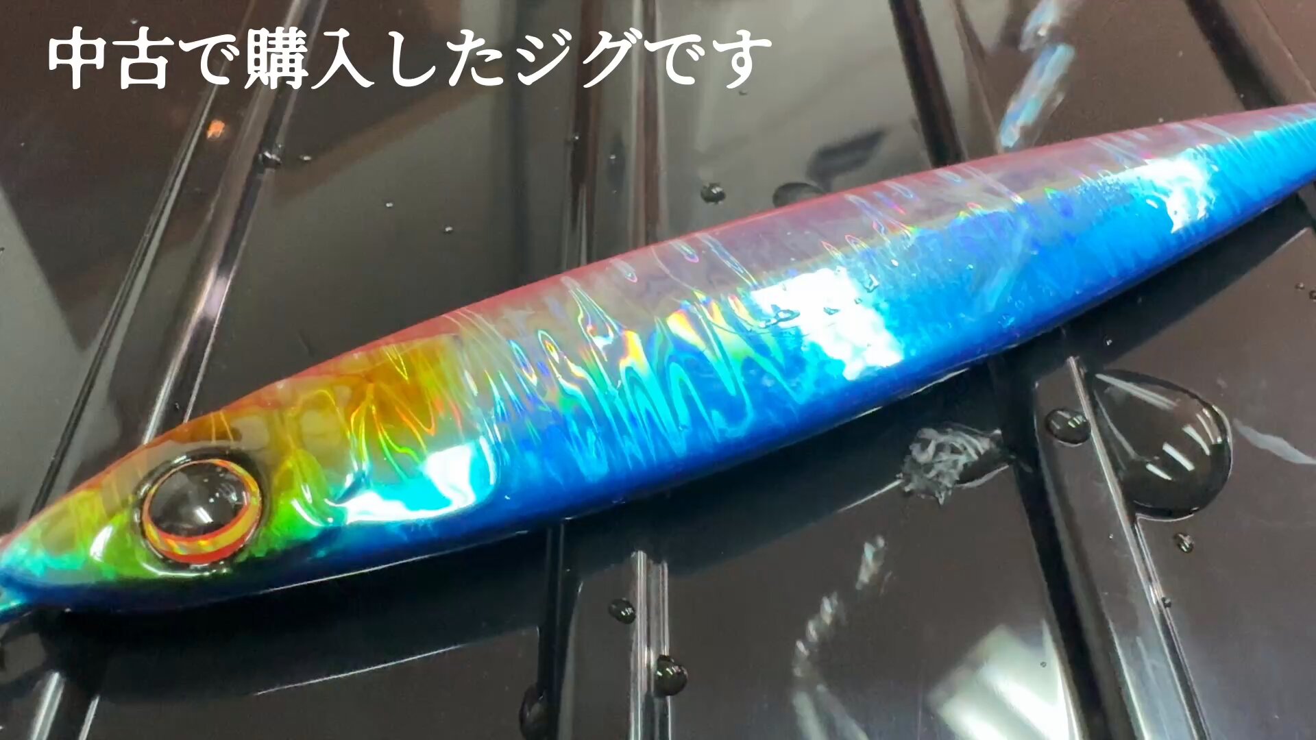 緑犀牛 OC子株② CATEGORY チタノタ 犀牛 | RAFLUM / ラフラム｜東京、大阪の塊根