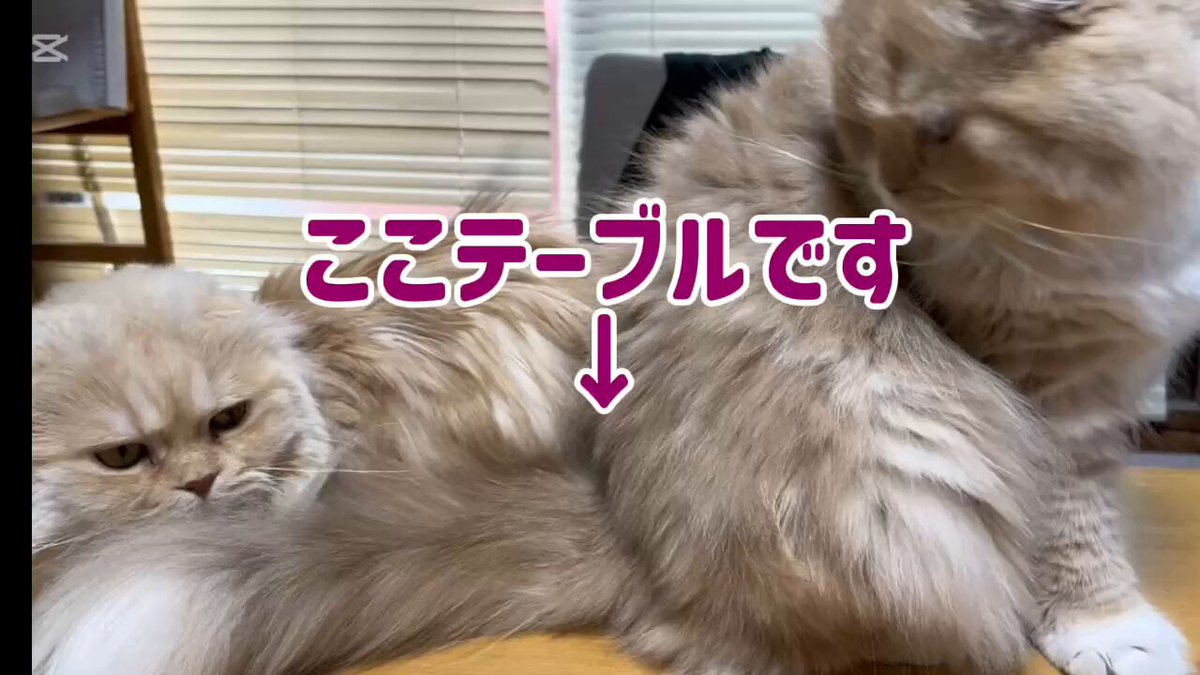 chiffon on X: 