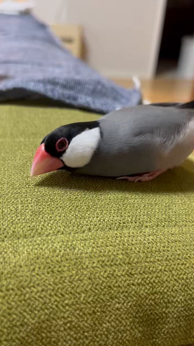 【comatema : 即購入可◎】ことりのおおきなあそびば 鳥 トキ ぬいぐるみ マスコット アミューズ AMUFUN ぷちまる DX