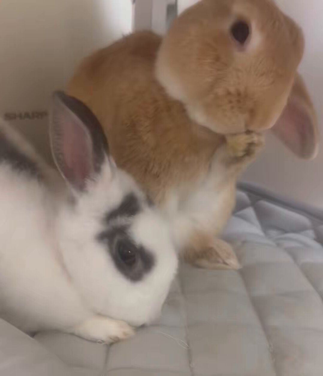 うさぎもち on X: 