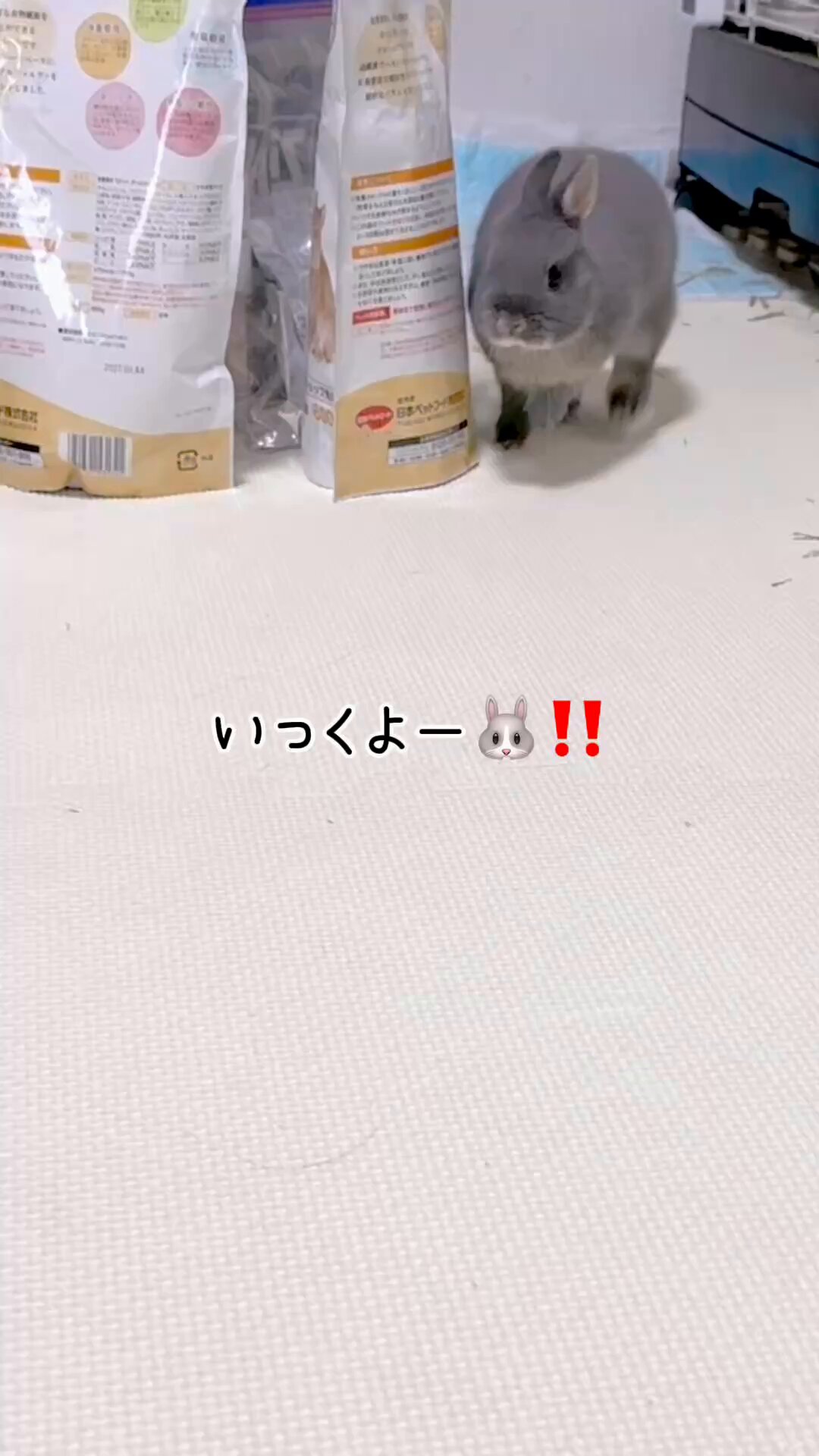 青龍様の専用ページ♡ 青龍 | STORES