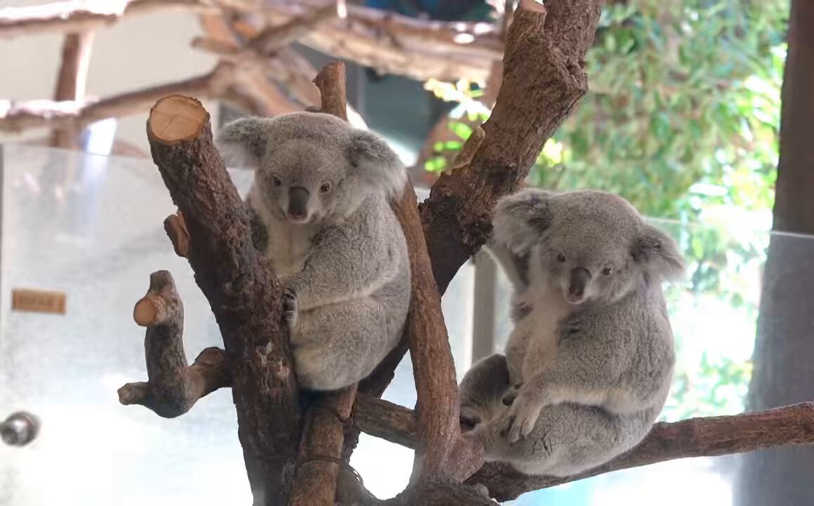 【多分・・本物】動物の〇ちゃんを素材としたプラクルアン。すごい金運＆幸運らしい… 全30体のNFTコレクションをリリースします！その名は「Inanimate
