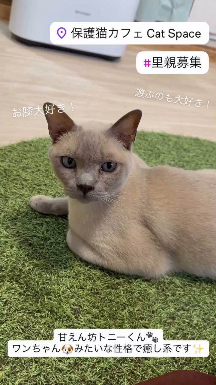 保護猫カフェ Cat Space【里親募集・大阪/天満】 on X: 
