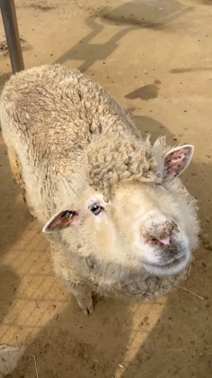 プップ さま】* antique sheep ✵ * 鈴をつけた小さな 羊さん