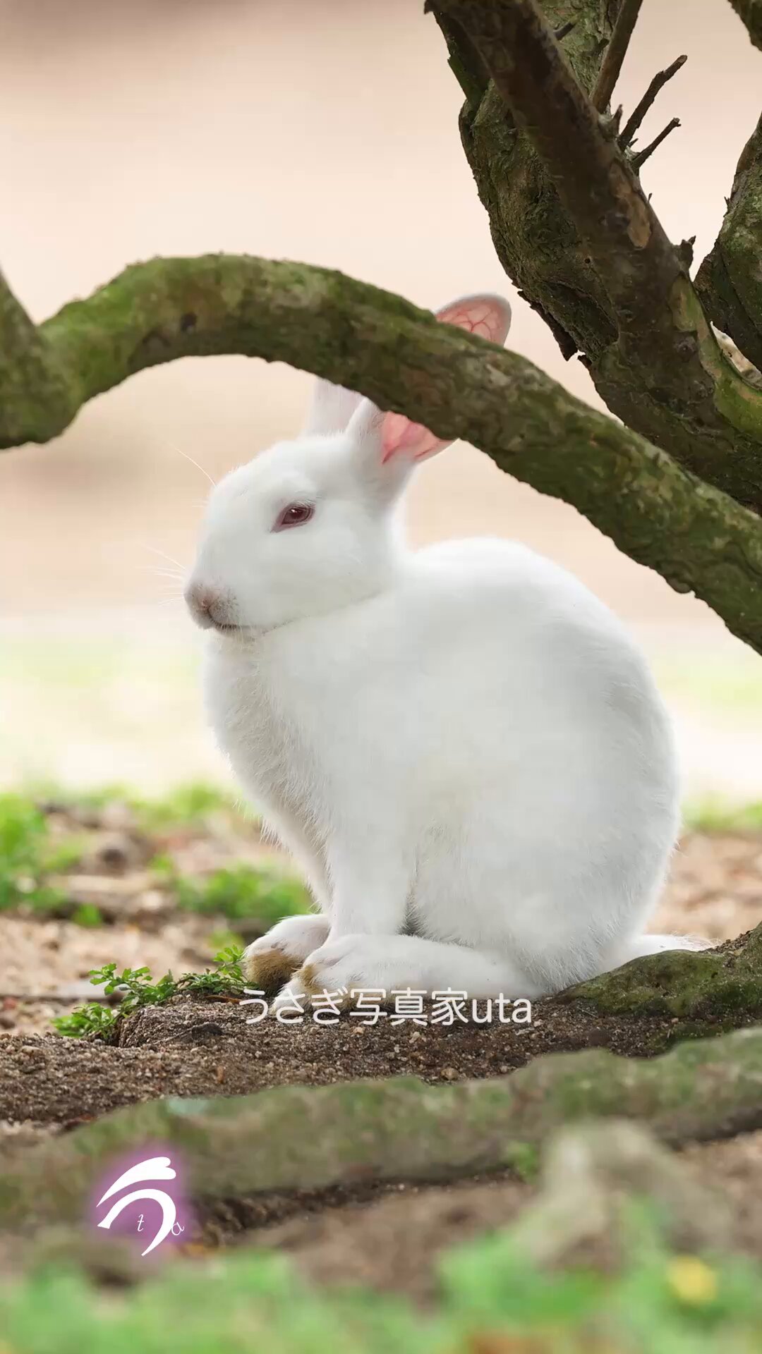 ラシュトン✳︎Rushtonうさぎさん ラシュトン✳︎Rushtonうさぎさん