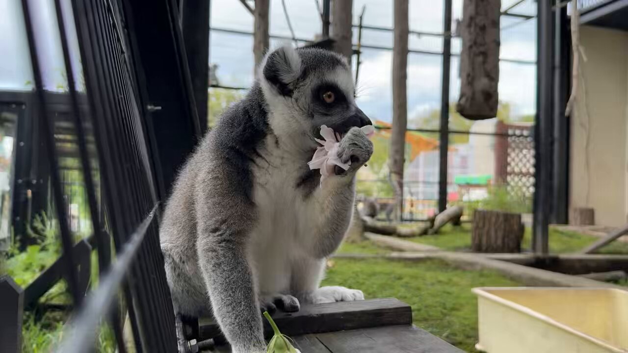 旭川市旭山動物園［公式］ on X: 