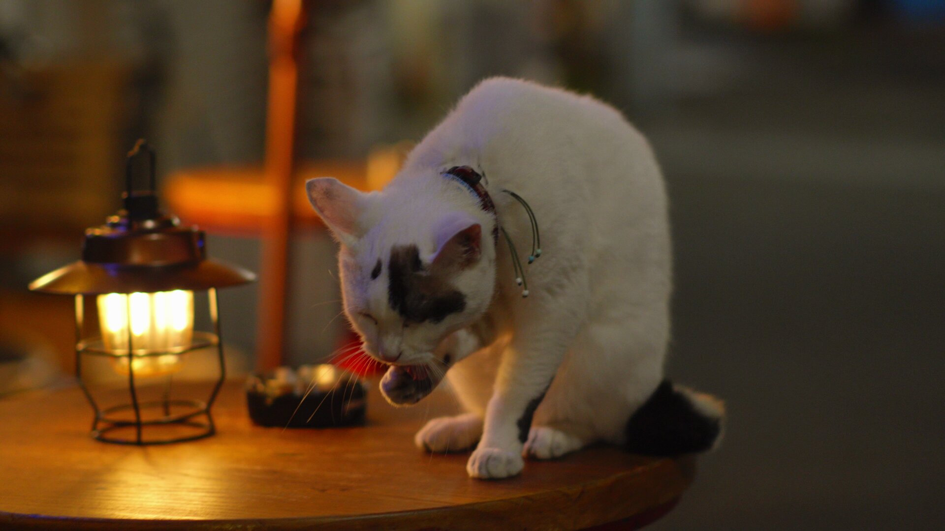 猫A 画像1 ＋ 14 最終値下げしました！ るかくらさん on X: 