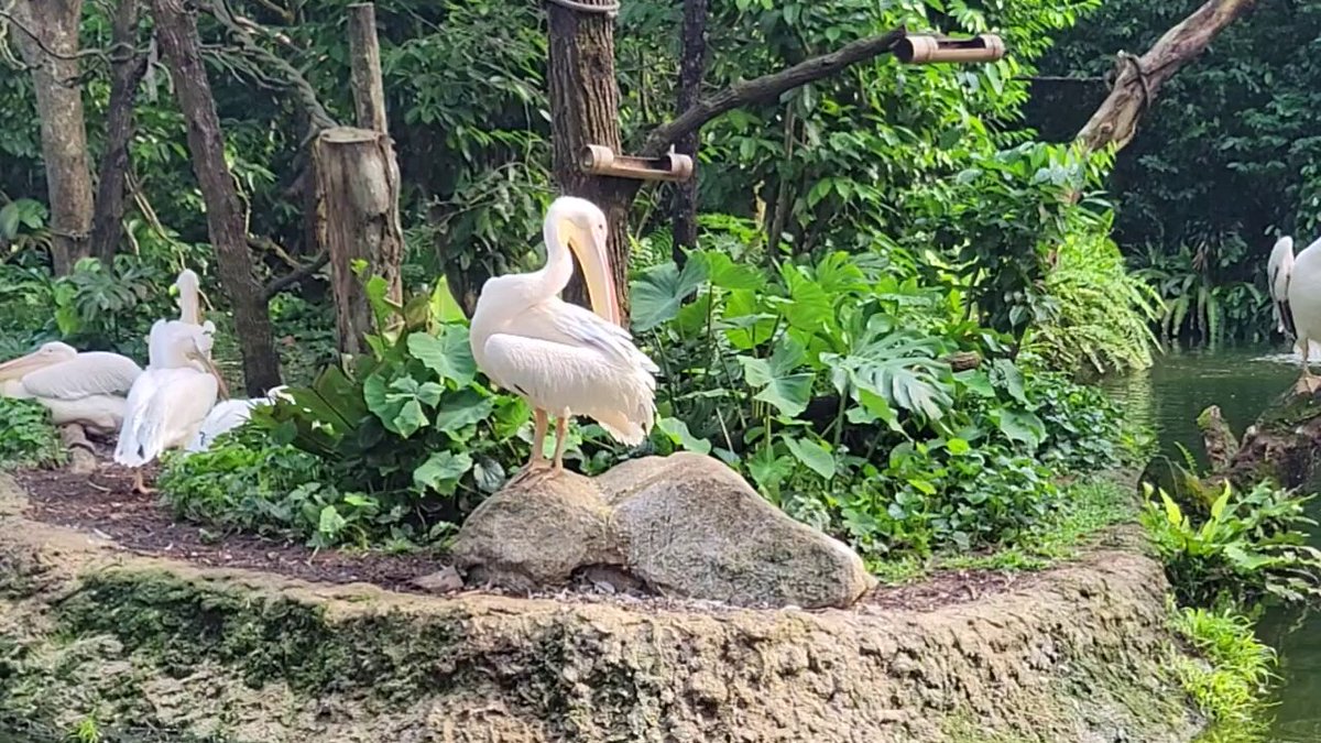 ほっしー♡*♡*♡ 元奨ほっしーの将棋チャンネル - YouTube