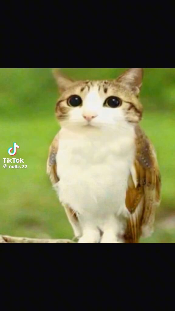 Tweet media two