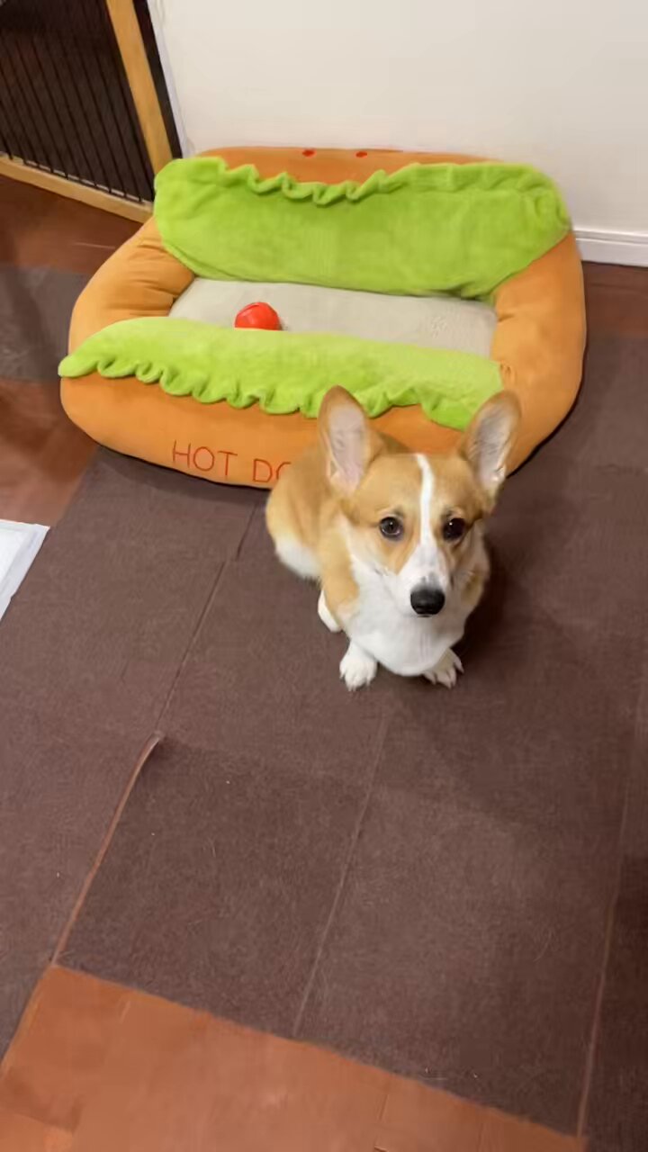 コーギー 🌱一ノ瀬二朗🌸 (@jiro_the.corgi) • Instagram photos and videos